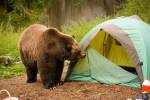 camping with bear